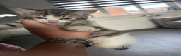 Mixed Breed cats for sale: Kittens for sale  - Advert 9