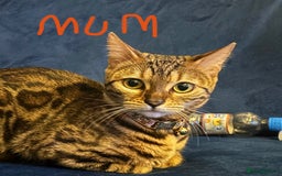Bengal cats for sale: Half Bengal Kittens - Image 6