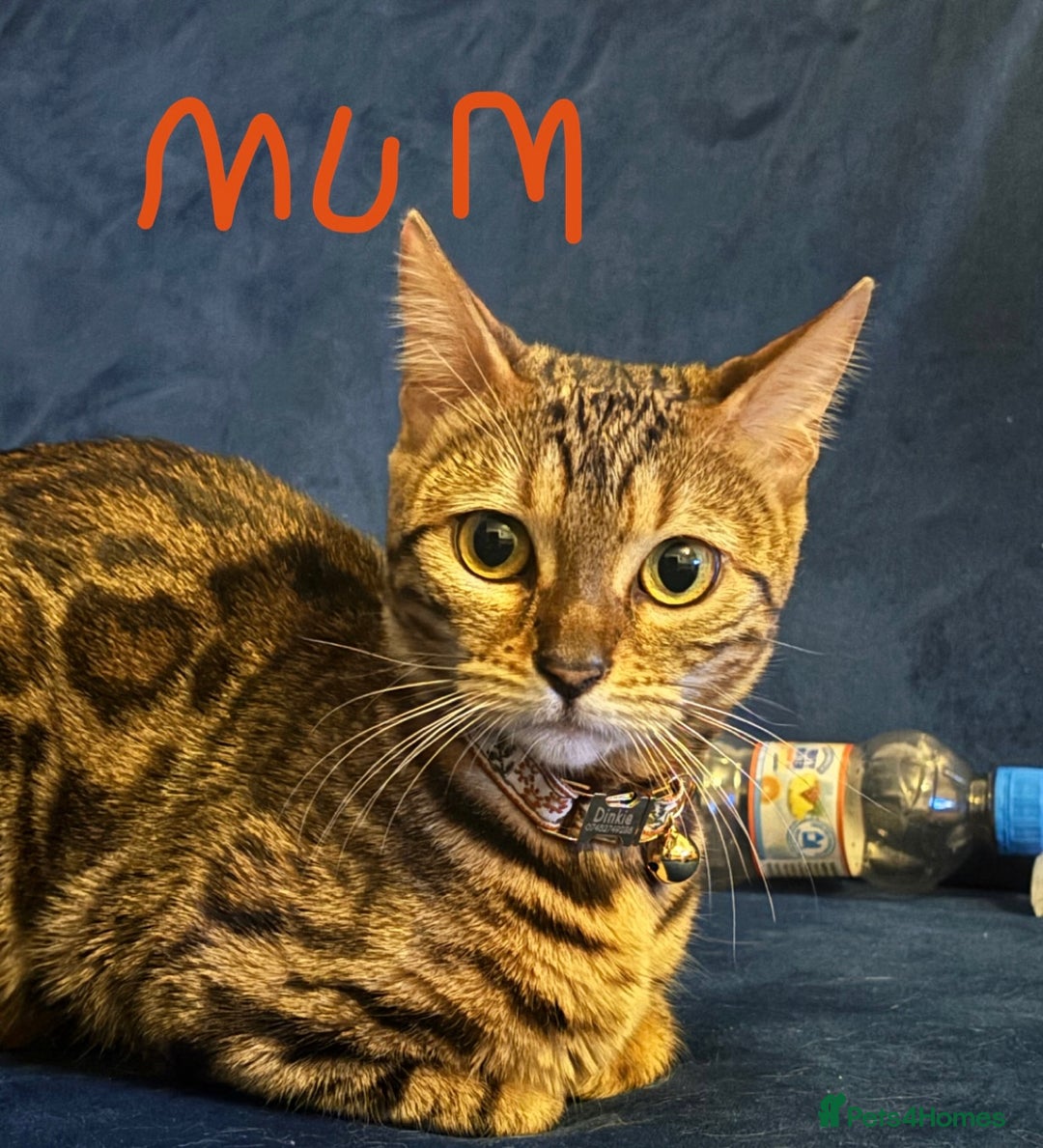 Bengal cats for sale: Half Bengal Kittens - Image 6
