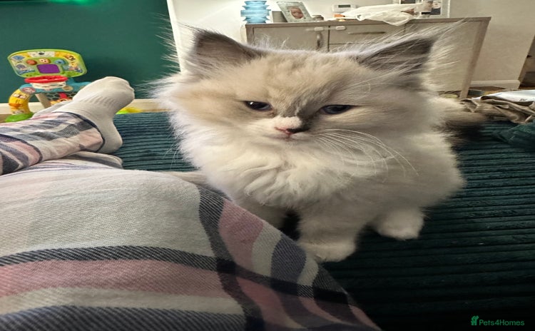 Ragdoll cats - Advert 4