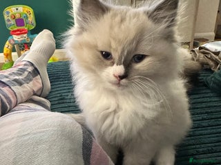 Ragdoll cats - Advert 3