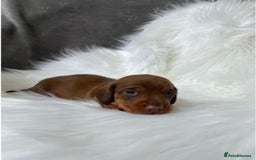 Miniature Dachshund dogs for sale: Miniature  Dachshund Puppies ready for new Home - Image 5