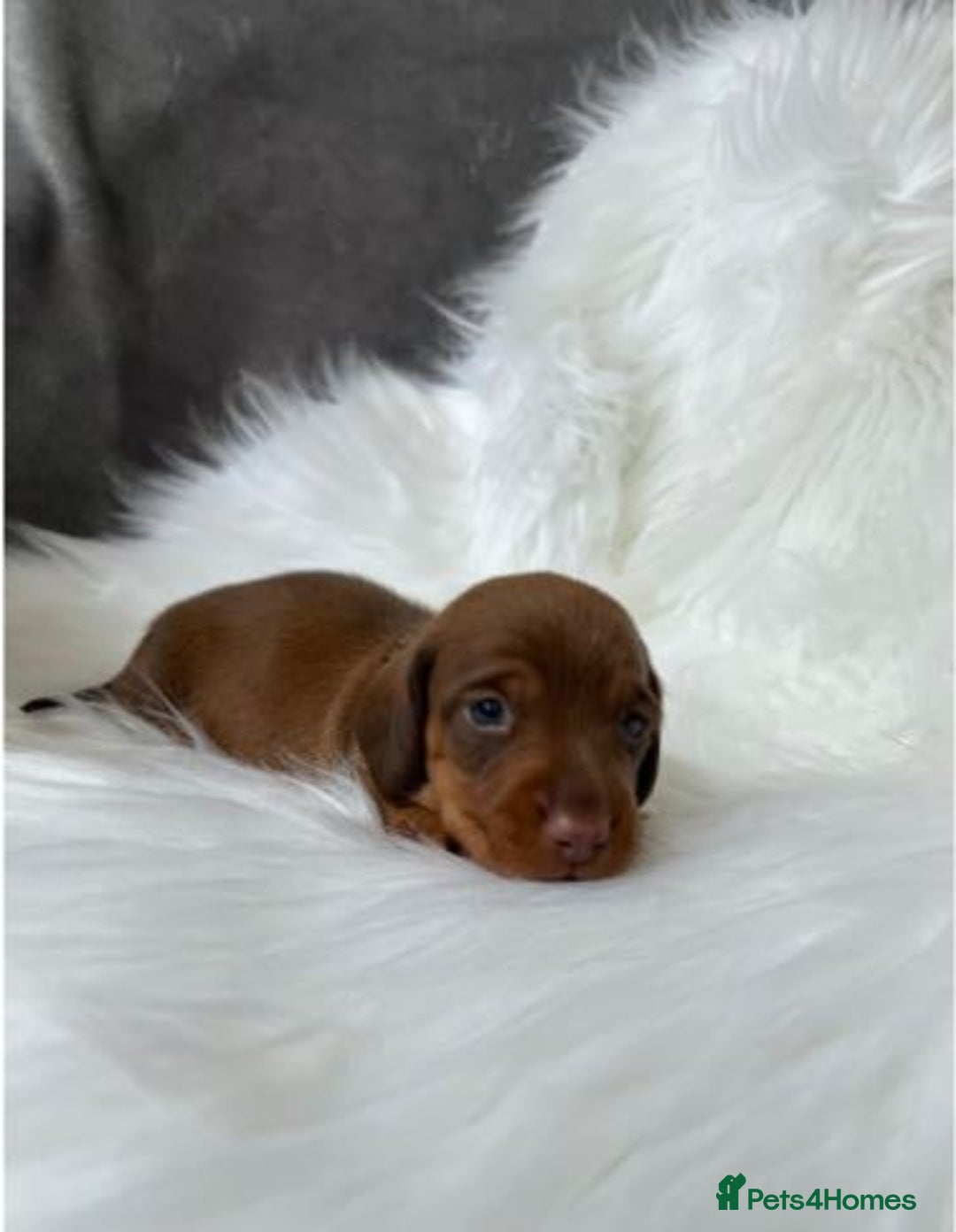 Miniature Dachshund dogs for sale: Miniature  Dachshund Puppies ready for new Home - Image 5