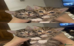 Mixed Breed cats for sale: British Blue Tabby X DSH Kittens For Sale - Image 10