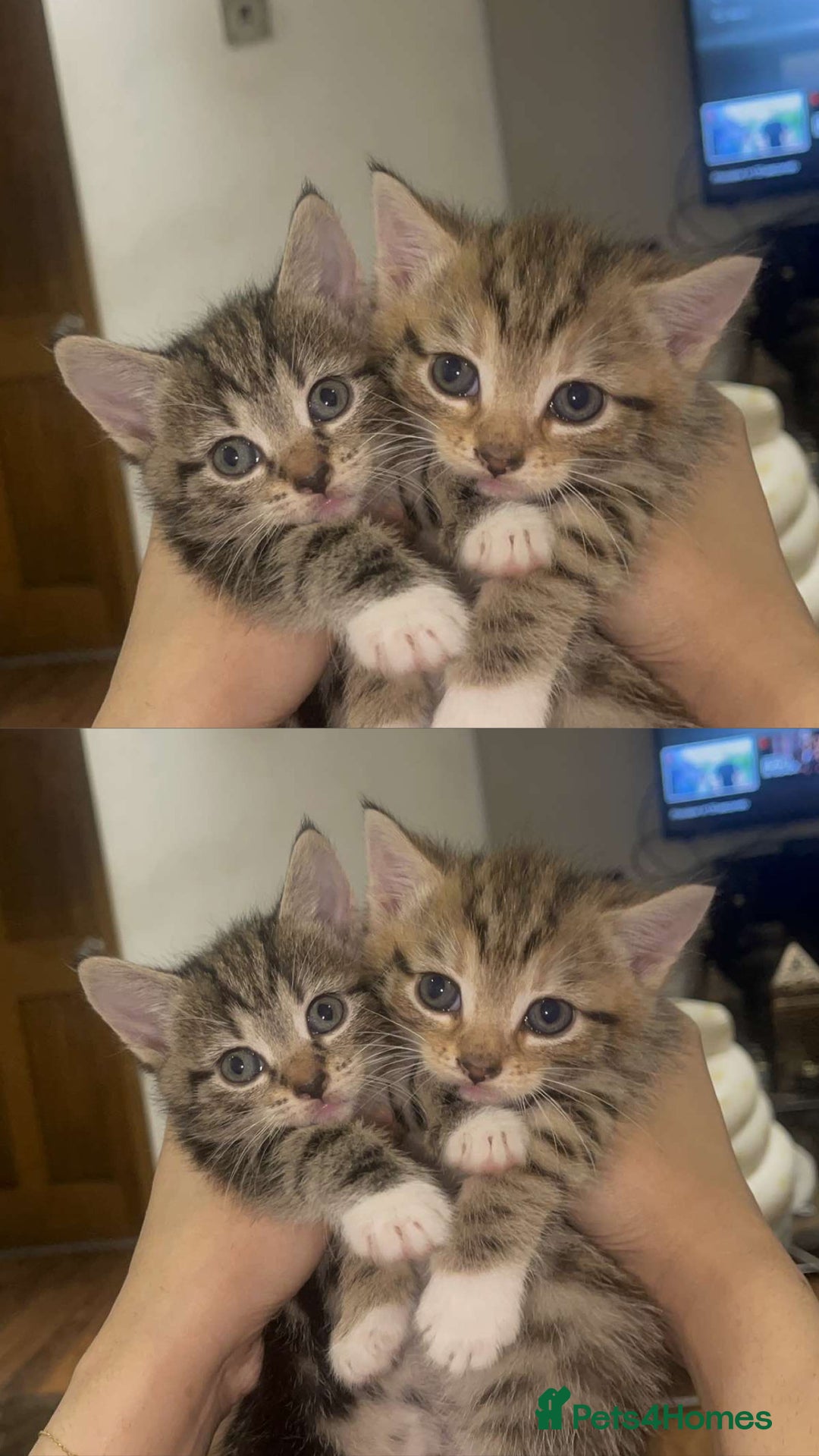 Mixed Breed cats for sale: British Blue Tabby X DSH Kittens For Sale - Image 10