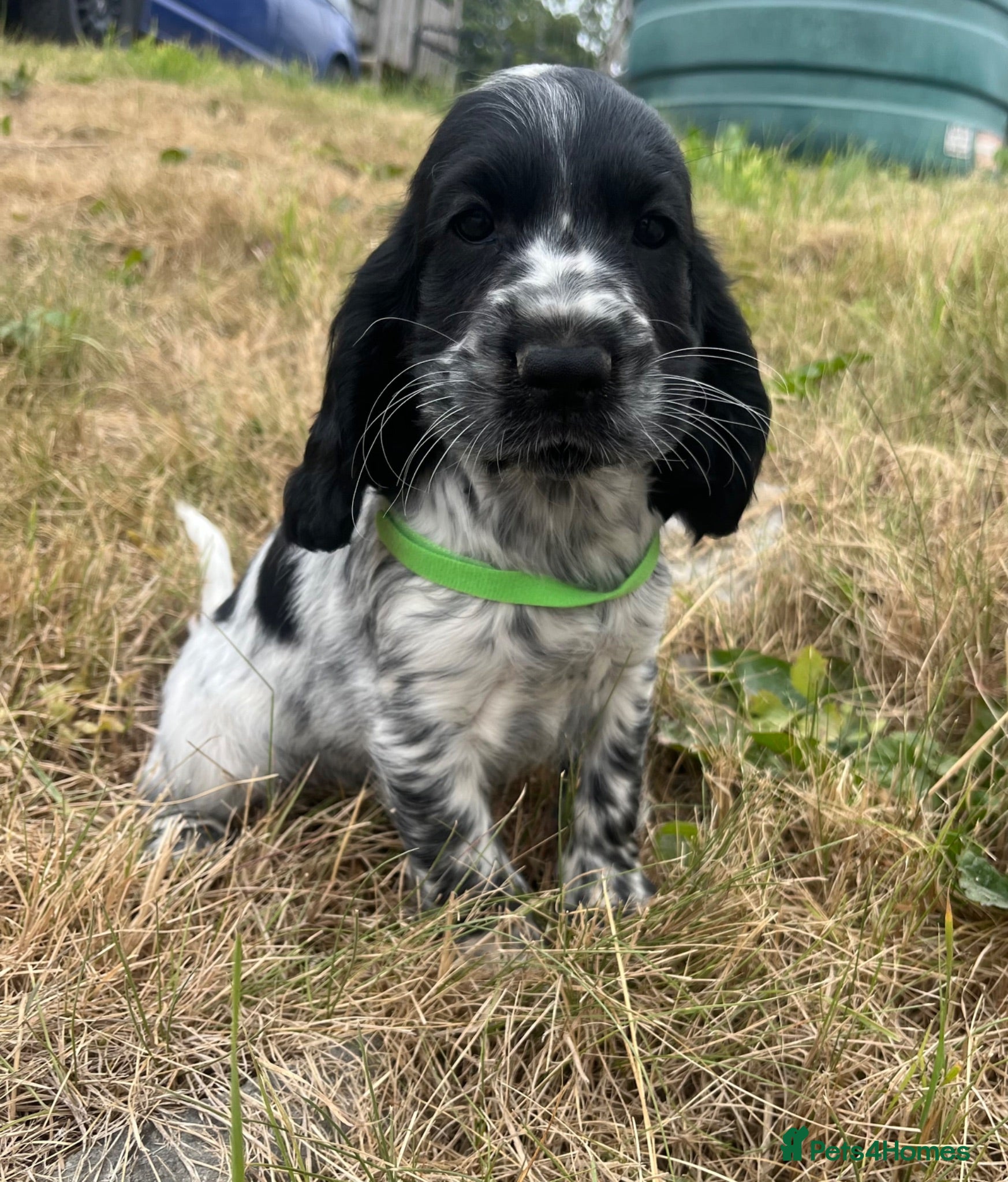 Cocker Spaniel dogs Stunning show type cocker spaniel puppies  - Advert 6