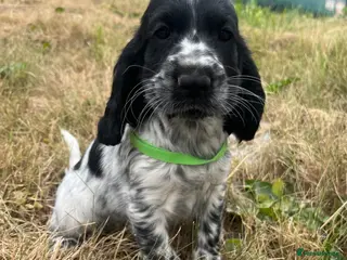 Cocker Spaniel dogs Stunning show type cocker spaniel puppies - Advert 6