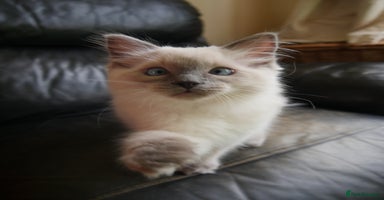 Ragdoll cats - Advert 14
