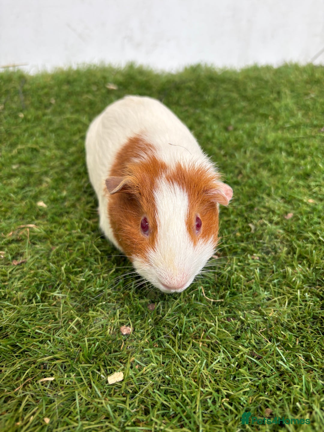 Guinea Pig rodents for sale: Super calm, friendly Guinea pig females  - Image 27