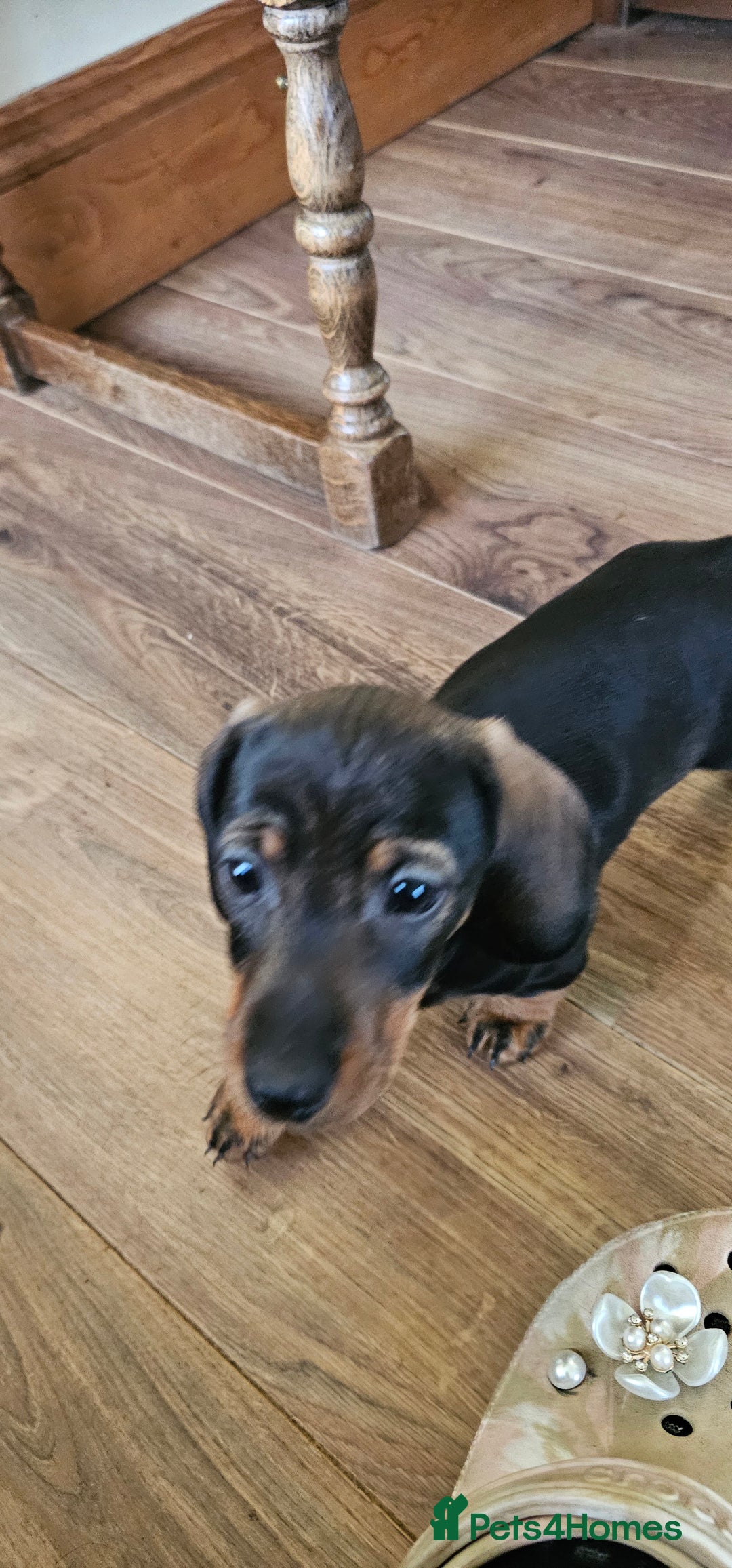 Miniature Dachshund dogs for sale: Miniature Daschund Puppies 6 Boys ONLY 2 LEFT 🩵💙 - Advert 6