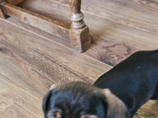 Miniature Dachshund dogs Miniature Daschund Puppies 6 Boys ONLY 2 LEFT 🩵💙 - Advert 10