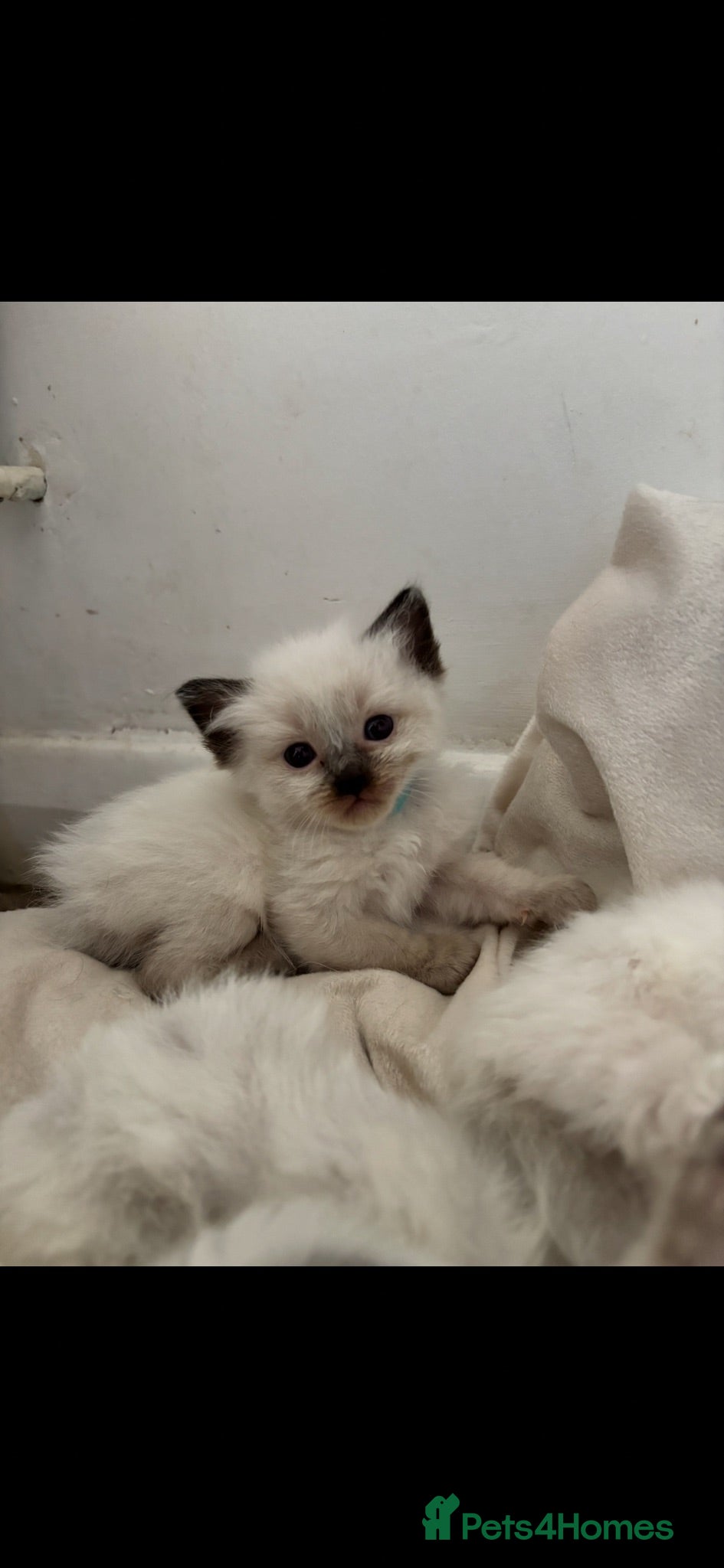 Ragdoll cats Blue point ragdoll kittens  - Advert 2