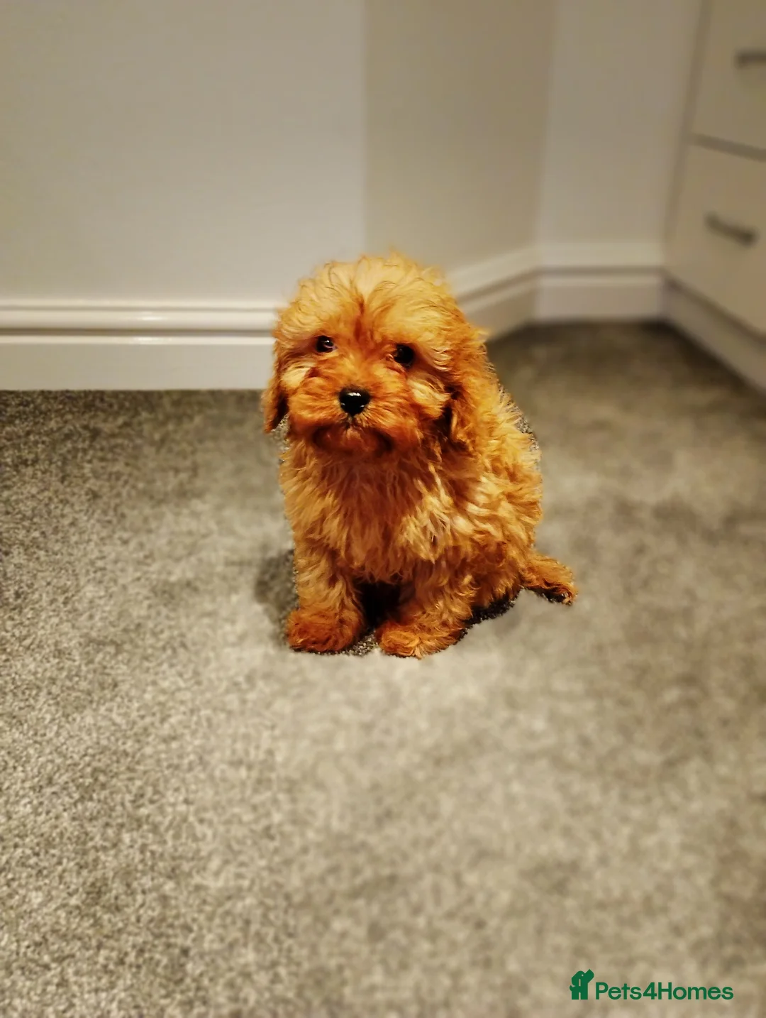 Cavapoo dogs for sale: Stunning F1 Cavapoos ready now ! - Advert 14