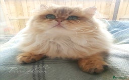 British Longhair cats for sale: Sweet Black Golden British Longhair Boy - Image 10