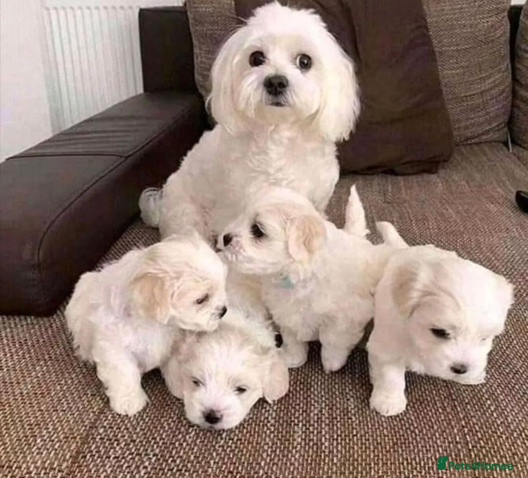 Maltese dogs for sale: Maltese puppies  - Image 7