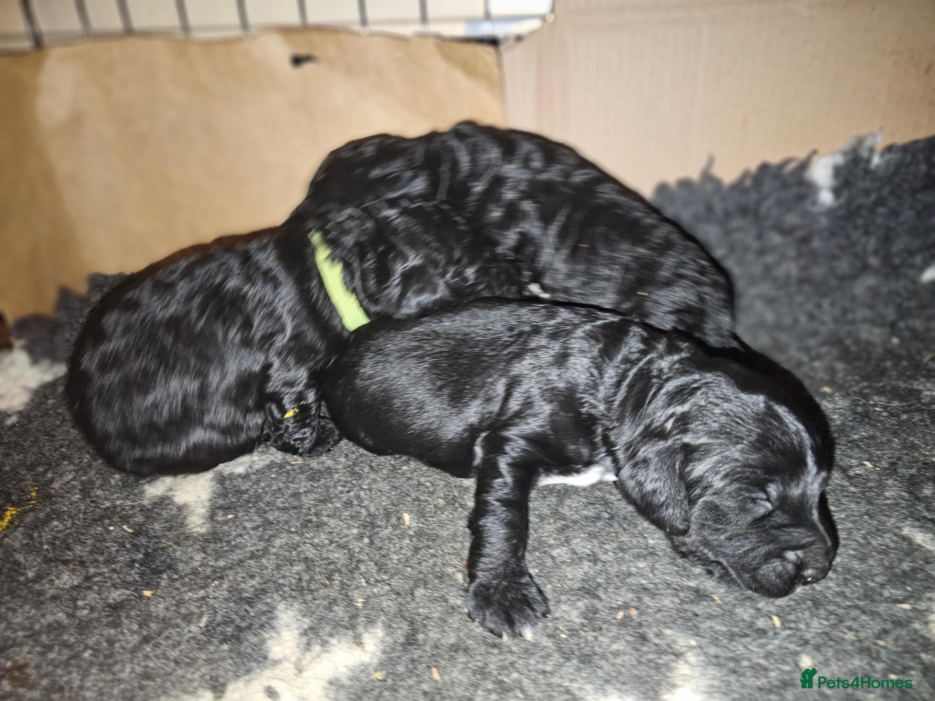 Cockapoo dogs Exceptional Cockapoos  - Advert 2