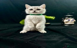British Shorthair cats for sale: GCCF British short hair kittens for loving homes  - Image 3