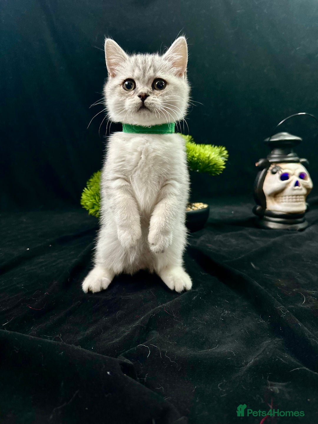British Shorthair cats for sale: GCCF British short hair kittens for loving homes  - Image 3