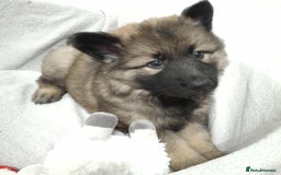 German Shepherd dogs for sale: BEAUTIFUL SABLE GERMAN SHEPHERD PUPS - Image 6