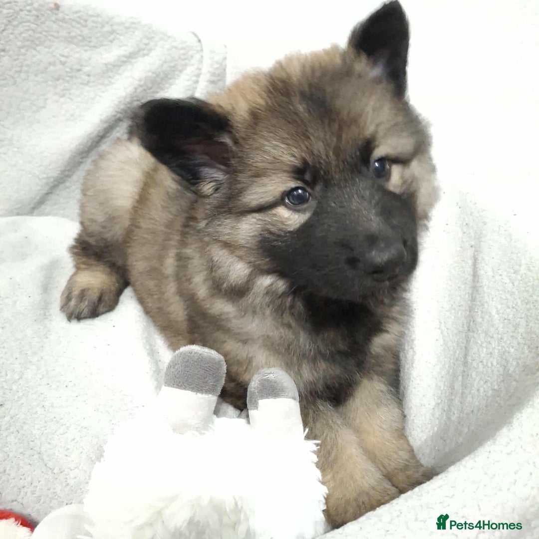 German Shepherd dogs for sale: BEAUTIFUL SABLE GERMAN SHEPHERD PUPS - Image 6