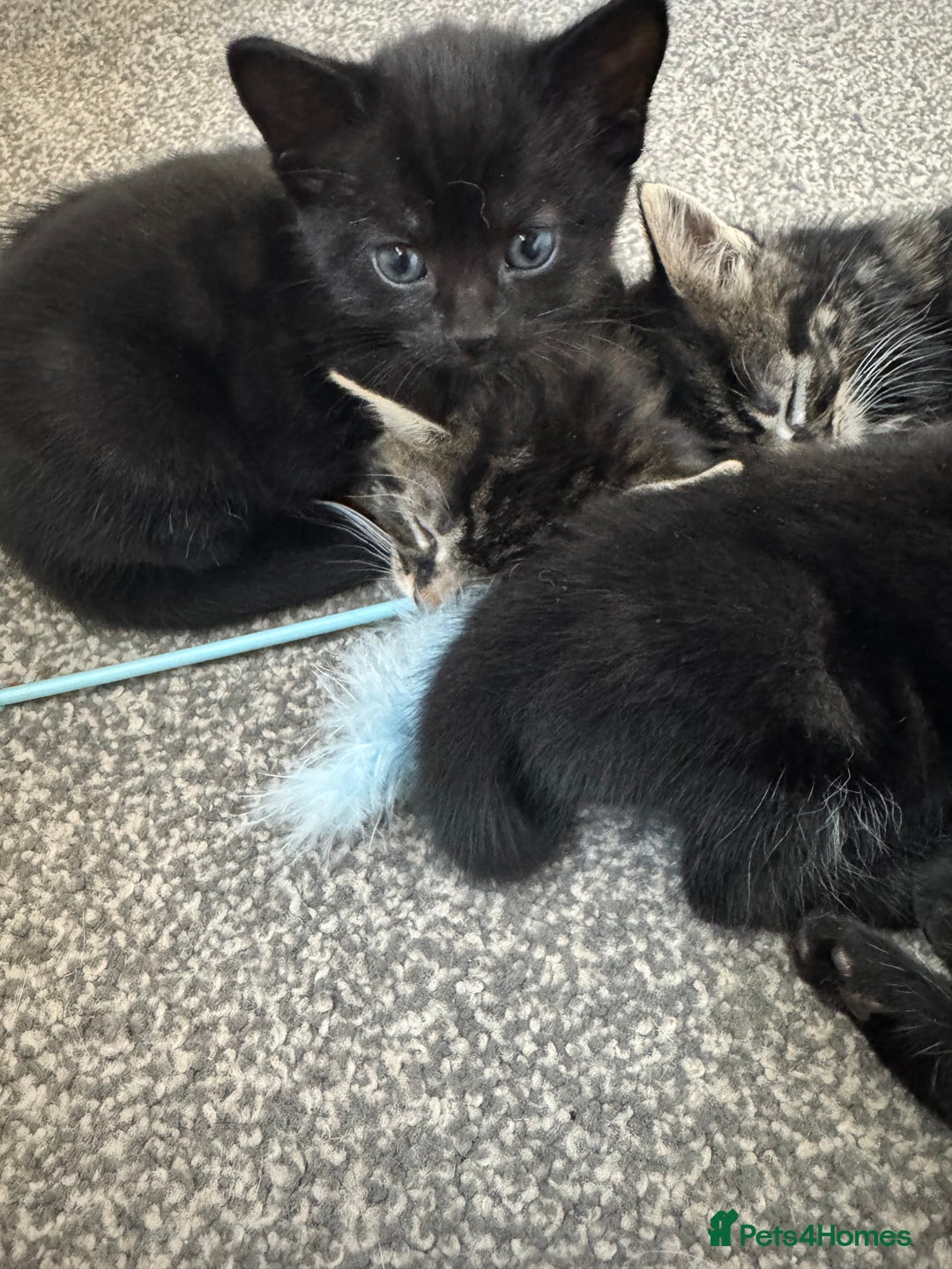 British Shorthair cats for sale: 2 beautiful kittens looking for a forever home.  - Image 3