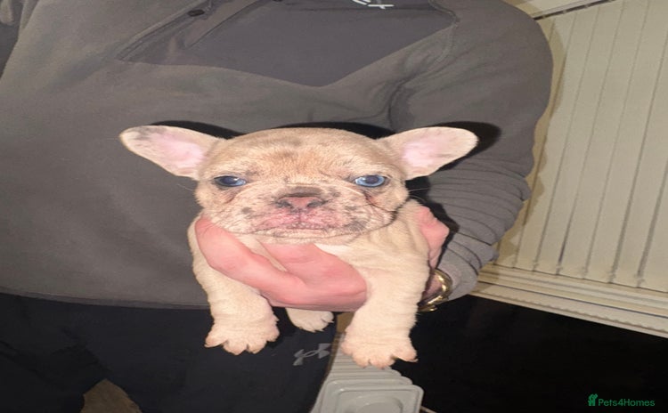 French Bulldog dogs Merle french bulldog girl  - Advert 6