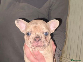 French Bulldog dogs Merle french bulldog girl - Advert 11