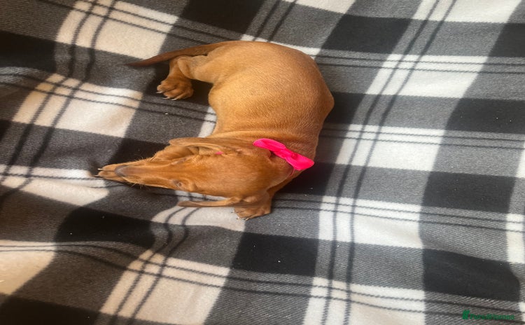 Dachshund dogs - Advert 13