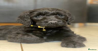 Goldendoodle dogs - Advert 6