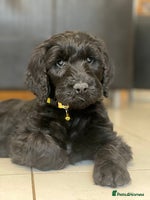 Goldendoodle dogs - Advert 6