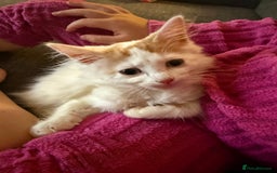 Mixed Breed cats for sale: 3 male kittens  - Image 2