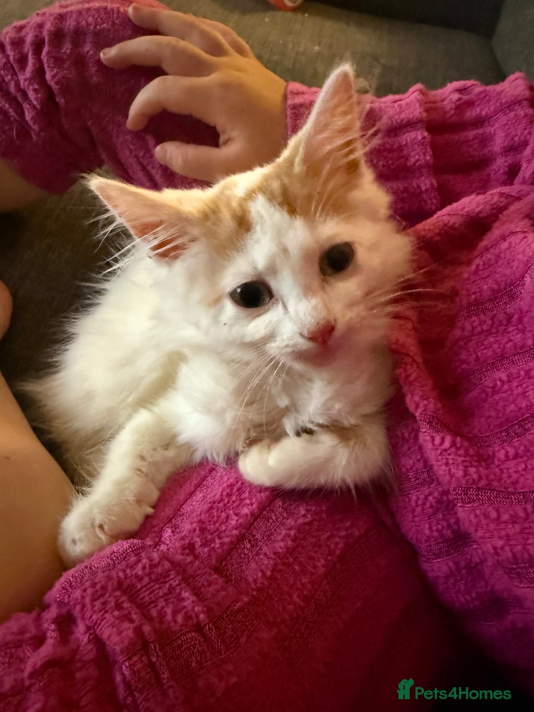 Mixed Breed cats for sale: 3 male kittens  - Image 2