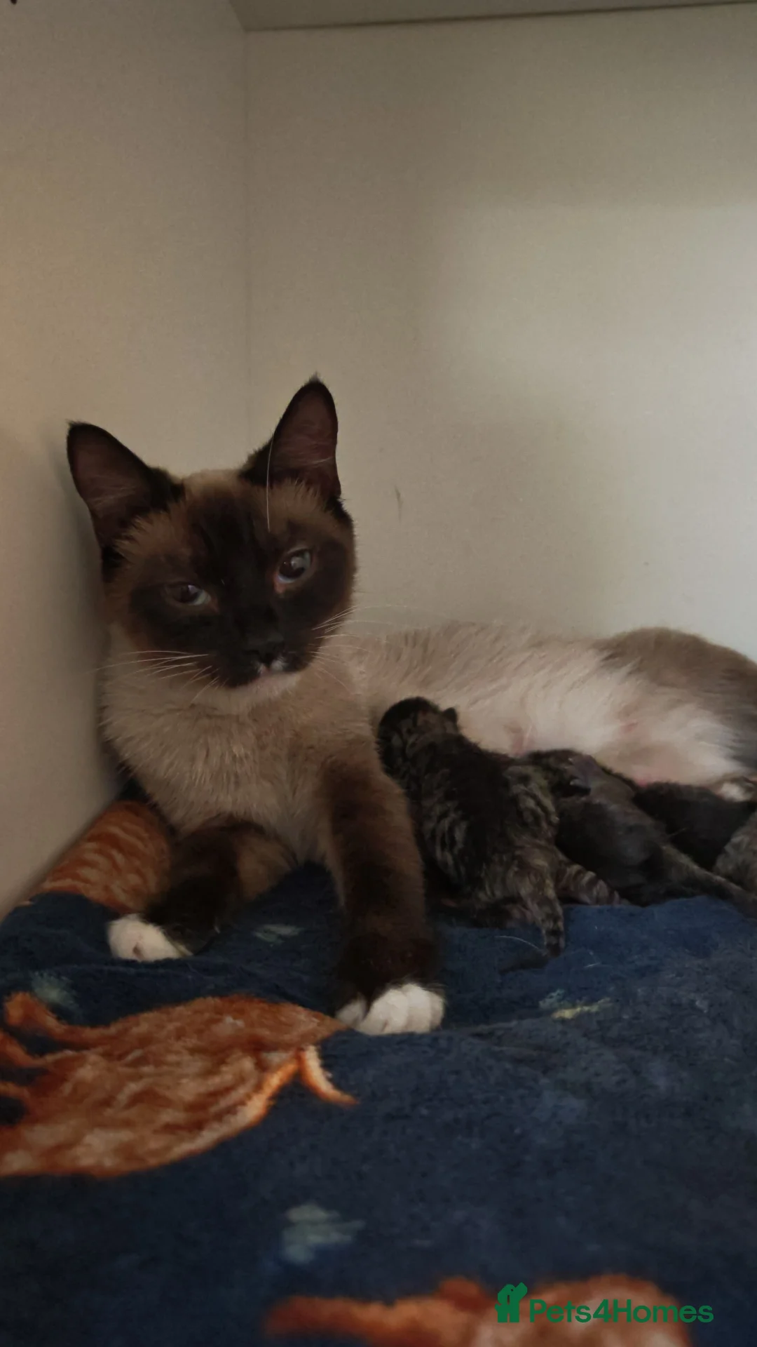 Mixed Breed cats for sale: Ragdoll cross - Advert 7