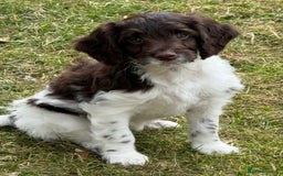 Sproodle dogs for sale: F1 Sproodle 🩷Pippa🩷 5⭐️Licensed Breeder full DNA - Image 3