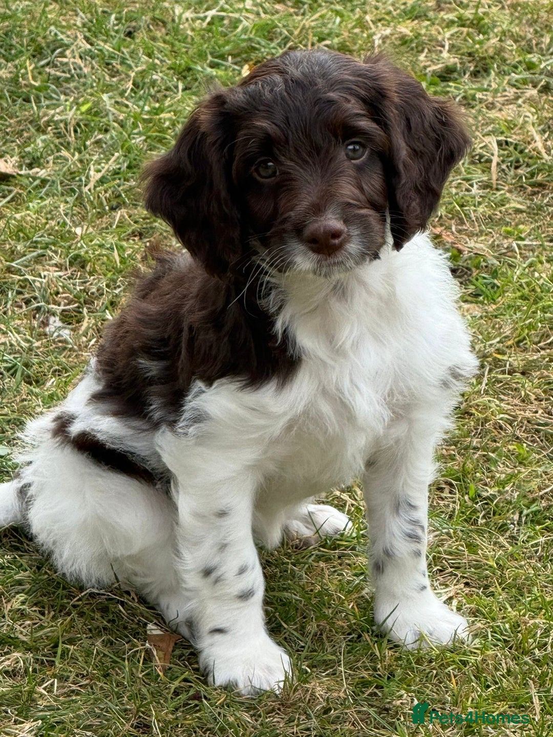 Sproodle dogs for sale: F1 Sproodle 🩷Pippa🩷 5⭐️Licensed Breeder full DNA - Image 3