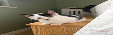 Oreo