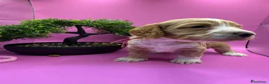 Cockapoo 5