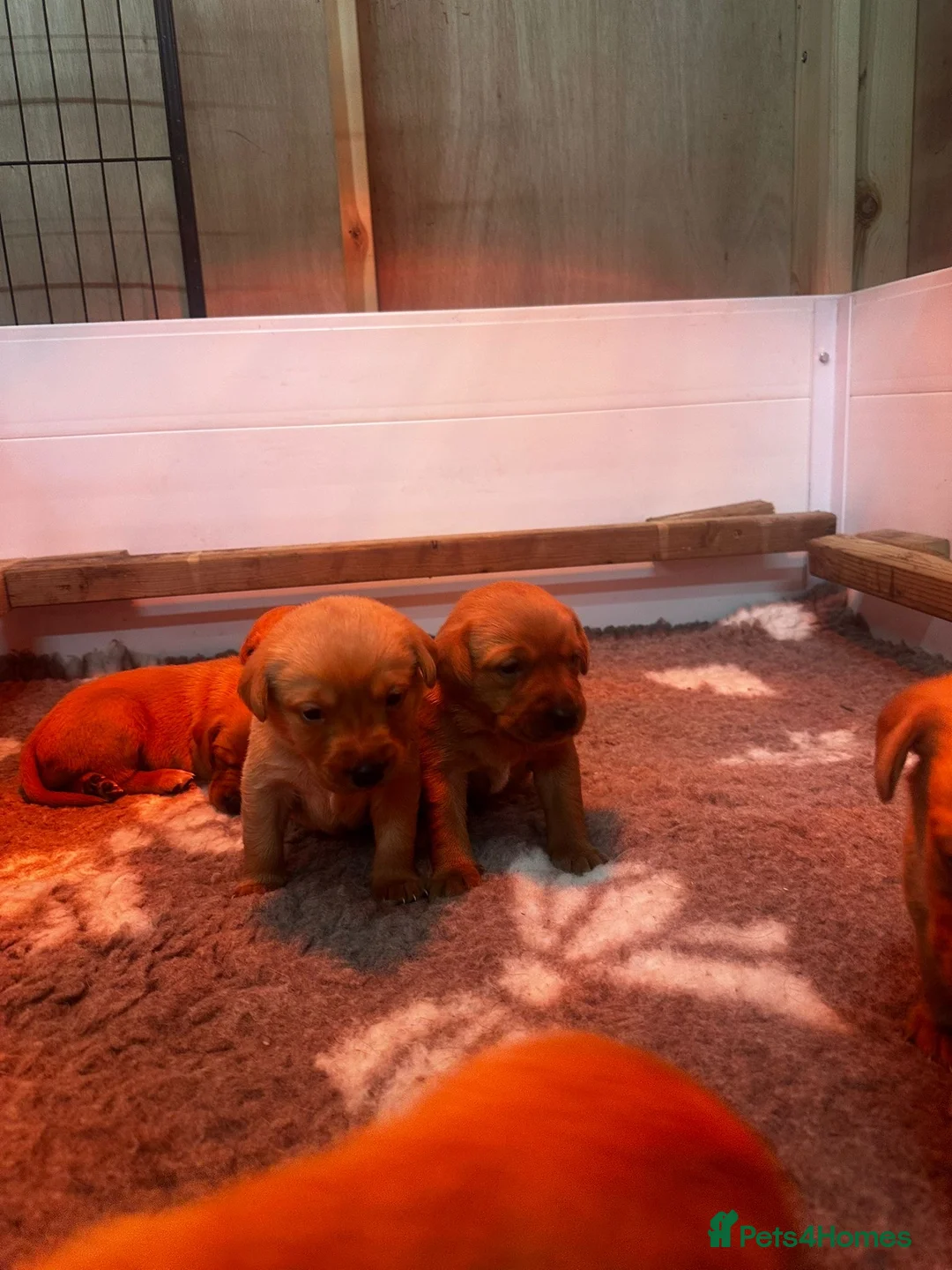 Labrador Retriever dogs for sale: FULLY HEALTH TESTED FOX RED LABRADOR PUPPIES - Advert 2