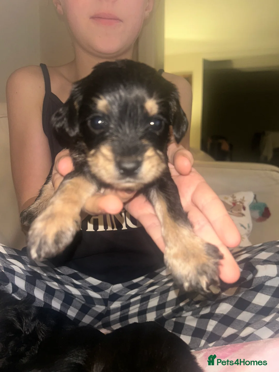 Mixed Breed dogs for sale: Schnoodles - Advert 10