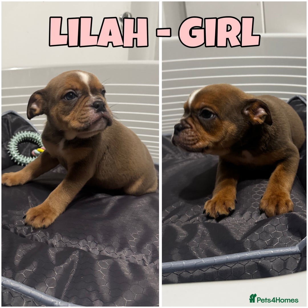 Olde English Bulldogge dogs for sale: Olde English bulldog pups 🐶  - Image 5