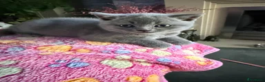 British blue Shorthair 1 Shadow 