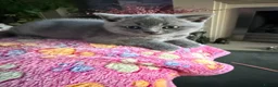 British Shorthair cats for sale: Pedigree TICA  BSH blue & lilac kittens  - Advert 10