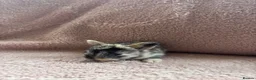 Lionhead rabbits for sale: 8 bunnies looking to be reserved - Advert 8