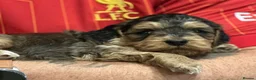 Cockapoo dogs for sale: Sable cockapoos, health tested parents  in Mansfield - Advert 2