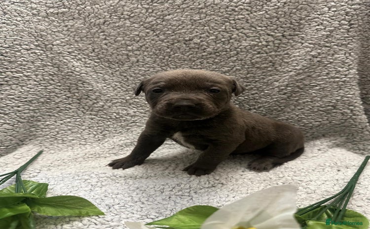 Bandog dogs 🐾 🌟 Premium multigen Bandogge Puppies🌟🐾 - Advert 1