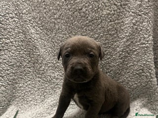 Bandog dogs 🐾 🌟 Premium multigen Bandogge Puppies🌟🐾 - Advert 10