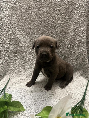Bandog dogs 🐾 🌟 Premium multigen Bandogge Puppies🌟🐾 - Advert 1
