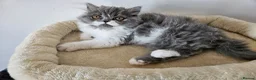 Persian cats for sale: Stuning Persian Girls - Advert 24