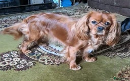 Cavalier King Charles Spaniel dogs for sale: Cavalier puppies Top bloodlines KC reg. - Advert 10