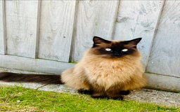 Ragdoll cats for sale: Beautiful coat Mink Ragdoll X British Short hair - Image 4